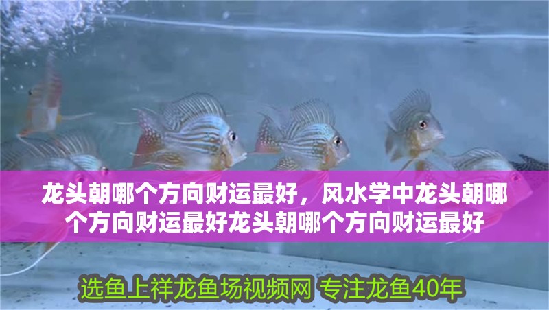 龍頭朝哪個方向財運最好，風水學中龍頭朝哪個方向財運最好龍頭朝哪個方向財運最好
