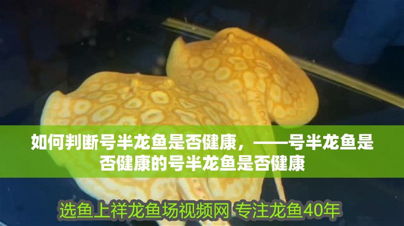 如何判斷號半龍魚是否健康，——號半龍魚是否健康的號半龍魚是否健康