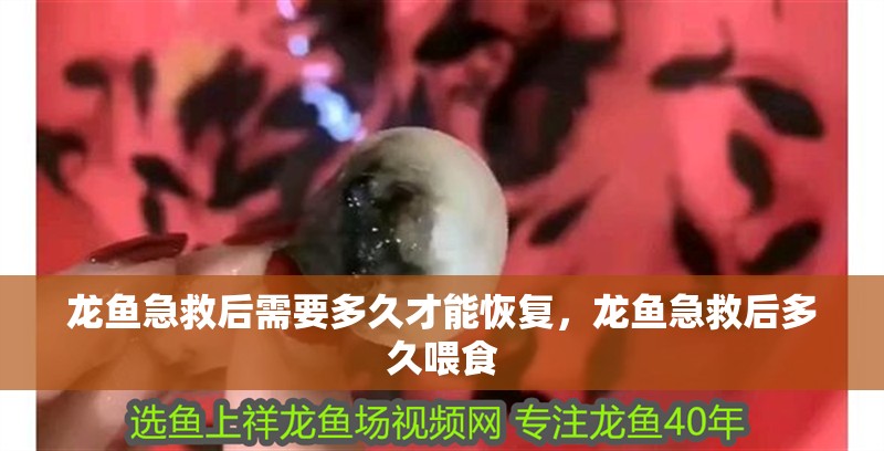 龍魚急救后需要多久才能恢復，龍魚急救后多久喂食
