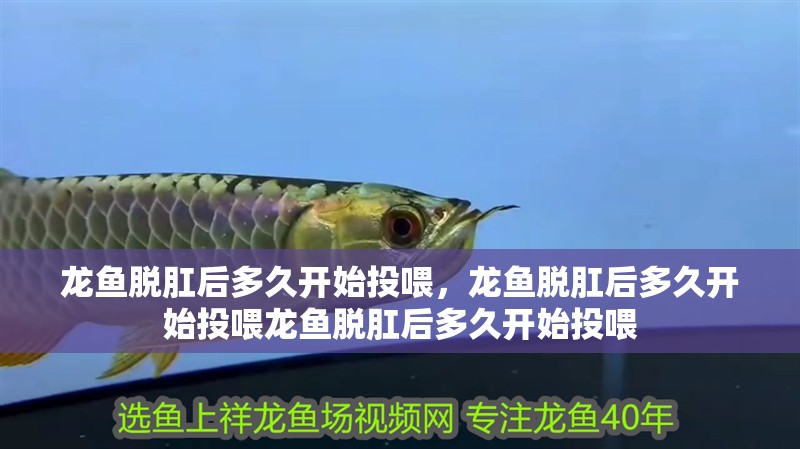 龍魚脫肛后多久開始投喂，龍魚脫肛后多久開始投喂龍魚脫肛后多久開始投喂