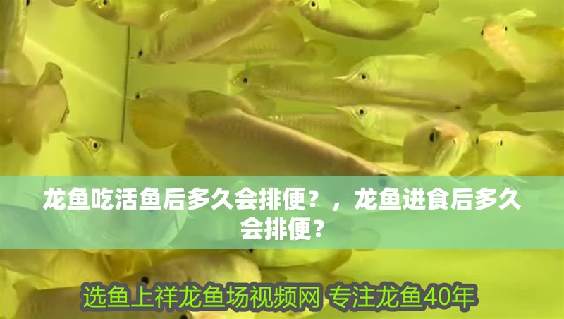 龍魚吃活魚后多久會排便？，龍魚進食后多久會排便？
