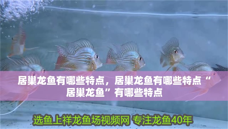 居巢龍魚有哪些特點，居巢龍魚有哪些特點“居巢龍魚”有哪些特點