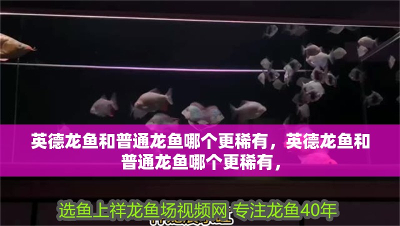 英德龍魚和普通龍魚哪個更稀有，英德龍魚和普通龍魚哪個更稀有，