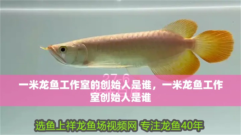 一米龍魚工作室的創始人是誰，一米龍魚工作室創始人是誰
