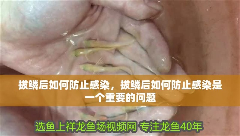 拔鱗后如何防止感染，拔鱗后如何防止感染是一個(gè)重要的問(wèn)題