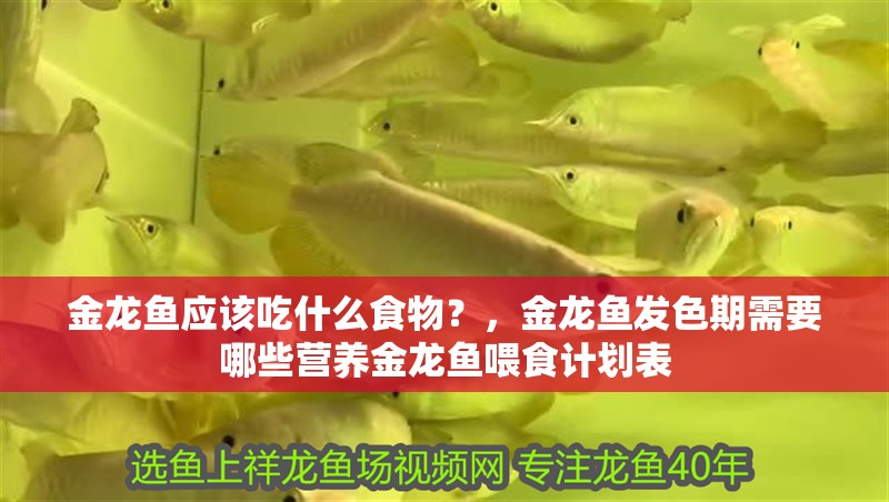 金龍魚(yú)應(yīng)該吃什么食物？，金龍魚(yú)發(fā)色期需要哪些營(yíng)養(yǎng)金龍魚(yú)喂食計(jì)劃表