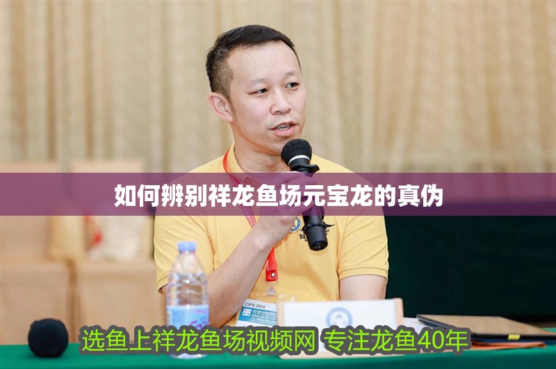 如何辨別祥龍魚場元寶龍的真偽