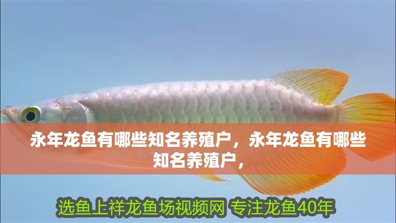 永年龍魚(yú)有哪些知名養(yǎng)殖戶，永年龍魚(yú)有哪些知名養(yǎng)殖戶，