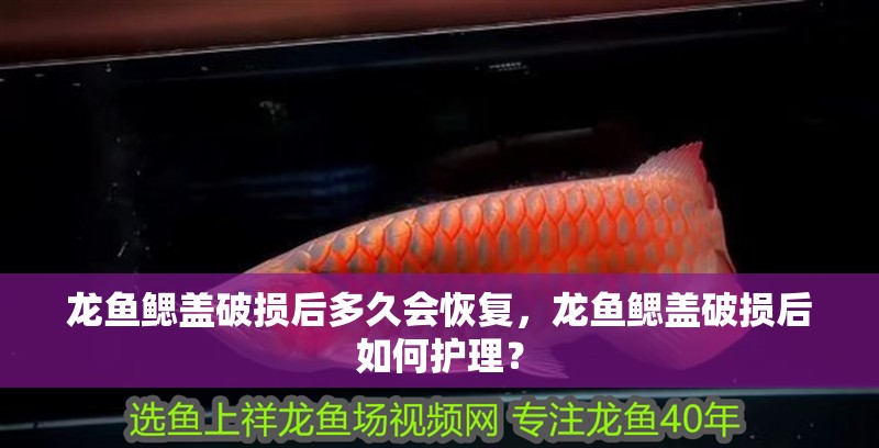 龍魚鰓蓋破損后多久會恢復，龍魚鰓蓋破損后如何護理？
