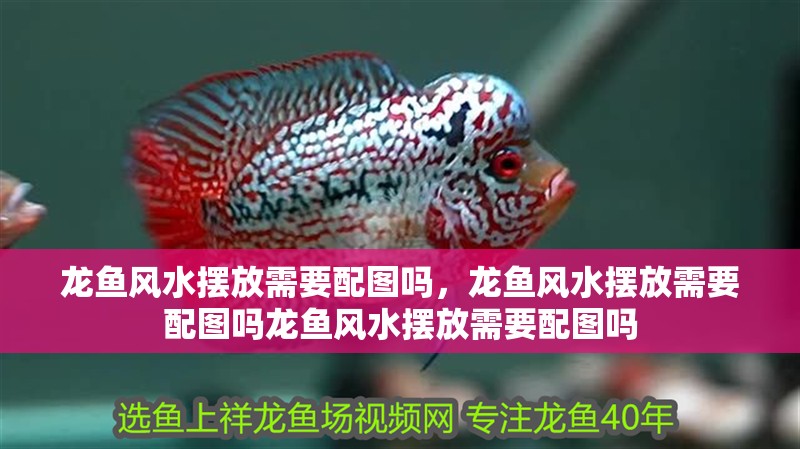 龍魚風水擺放需要配圖嗎，龍魚風水擺放需要配圖嗎龍魚風水擺放需要配圖嗎