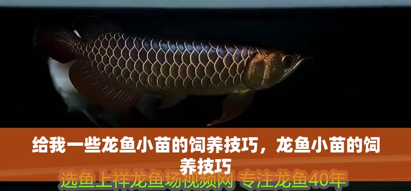 給我一些龍魚小苗的飼養技巧，龍魚小苗的飼養技巧