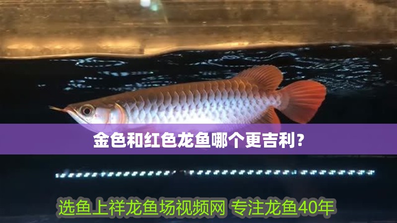 金色和紅色龍魚哪個更吉利？