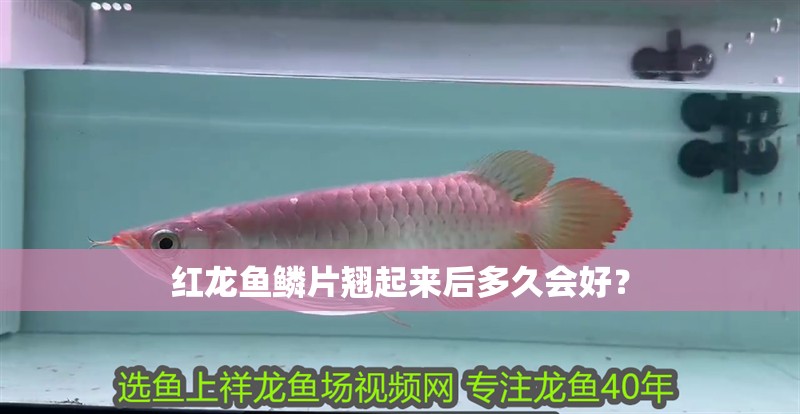 紅龍魚鱗片翹起來后多久會好？