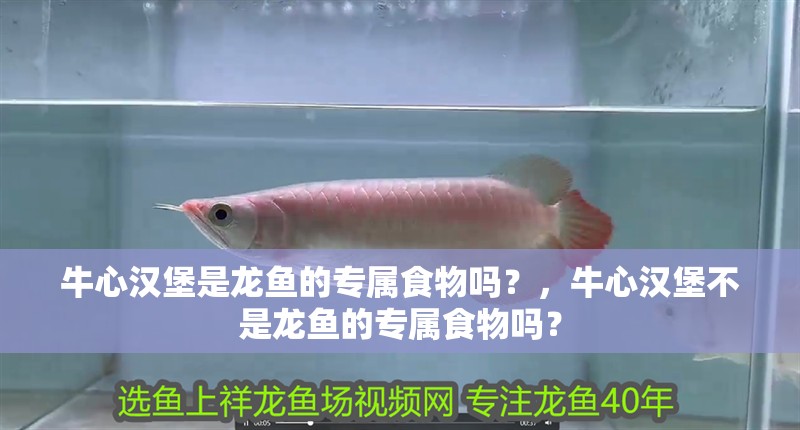 牛心漢堡是龍魚的專屬食物嗎？，牛心漢堡不是龍魚的專屬食物嗎？