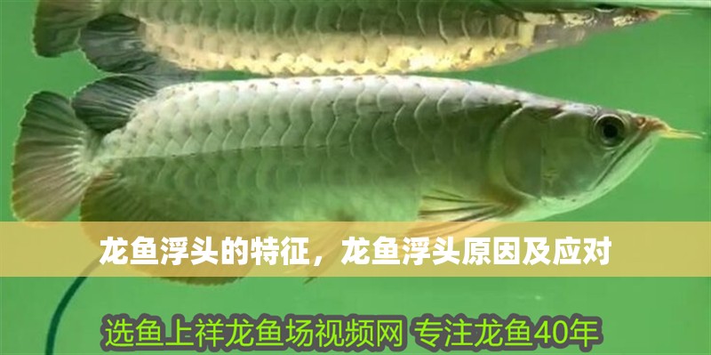 龍魚浮頭的特征，龍魚浮頭原因及應(yīng)對