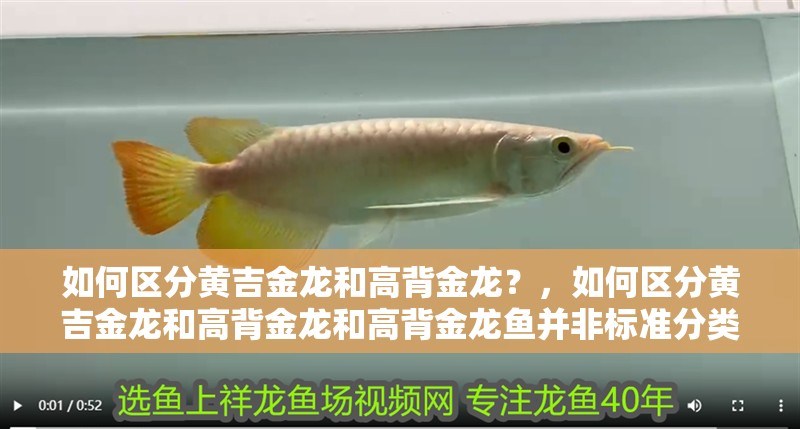 如何區(qū)分黃吉金龍和高背金龍？，如何區(qū)分黃吉金龍和高背金龍和高背金龍魚并非標(biāo)準(zhǔn)分類