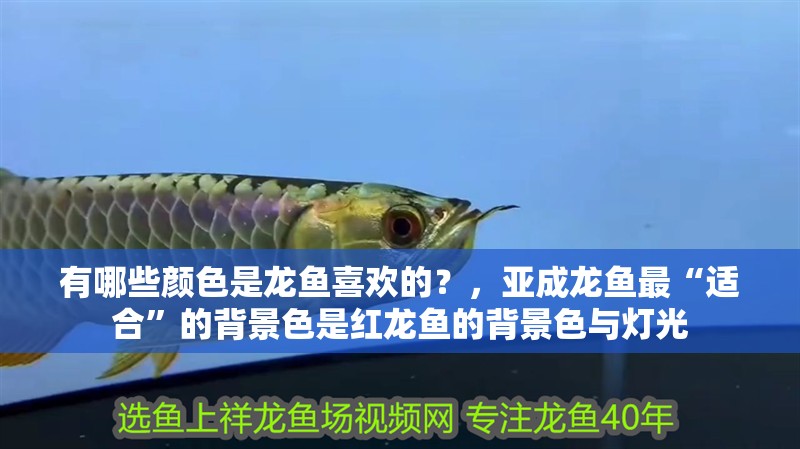 有哪些顏色是龍魚喜歡的？，亞成龍魚最“適合”的背景色是紅龍魚的背景色與燈光