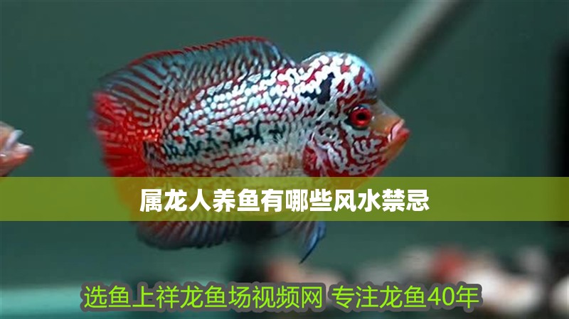 屬龍人養魚有哪些風水禁忌