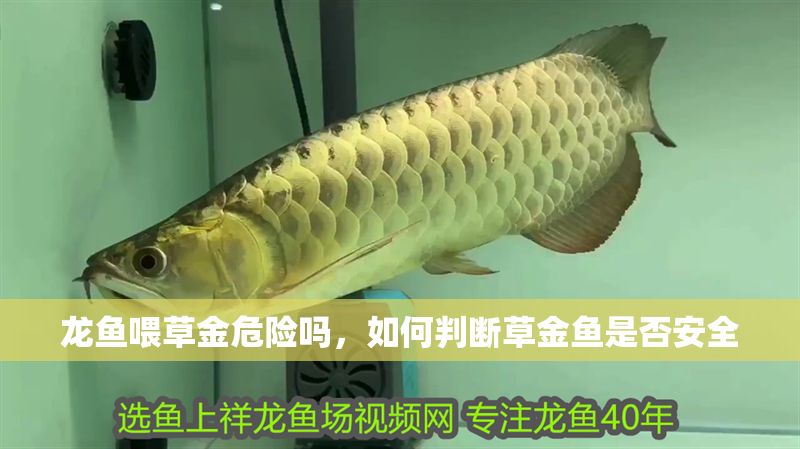 龍魚喂草金危險嗎，如何判斷草金魚是否安全