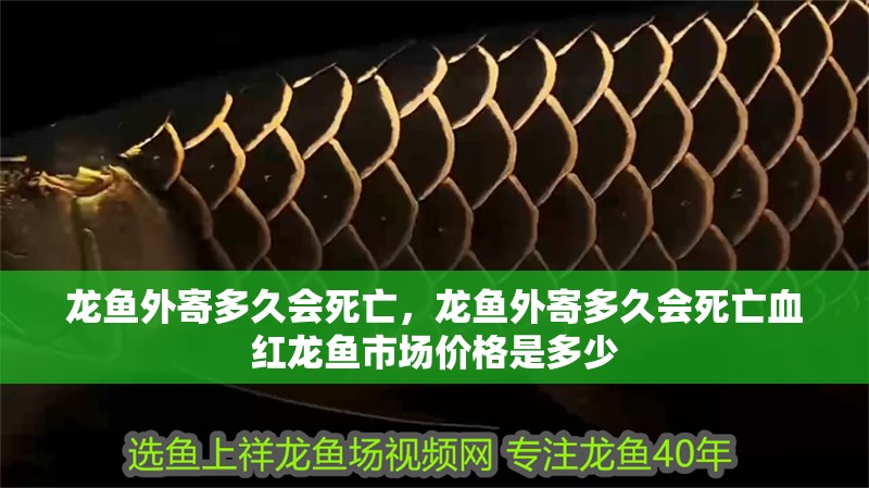 龍魚外寄多久會死亡，龍魚外寄多久會死亡血紅龍魚市場價格是多少