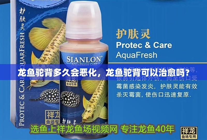 龍魚駝背多久會惡化，龍魚駝背可以治愈嗎？