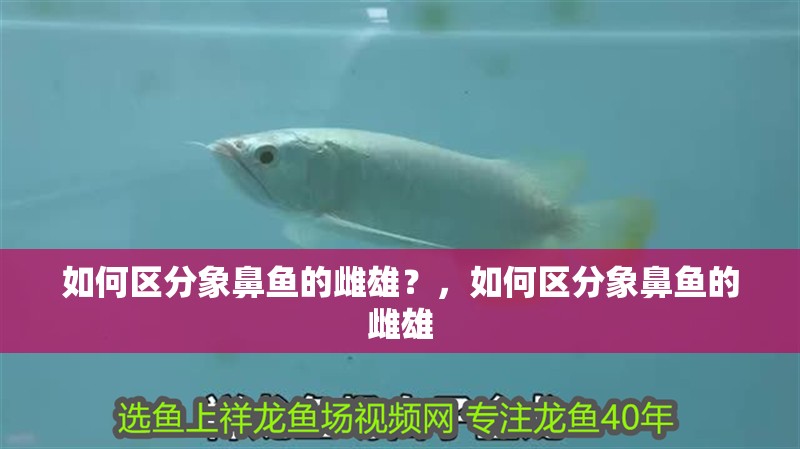 如何區分象鼻魚的雌雄？，如何區分象鼻魚的雌雄