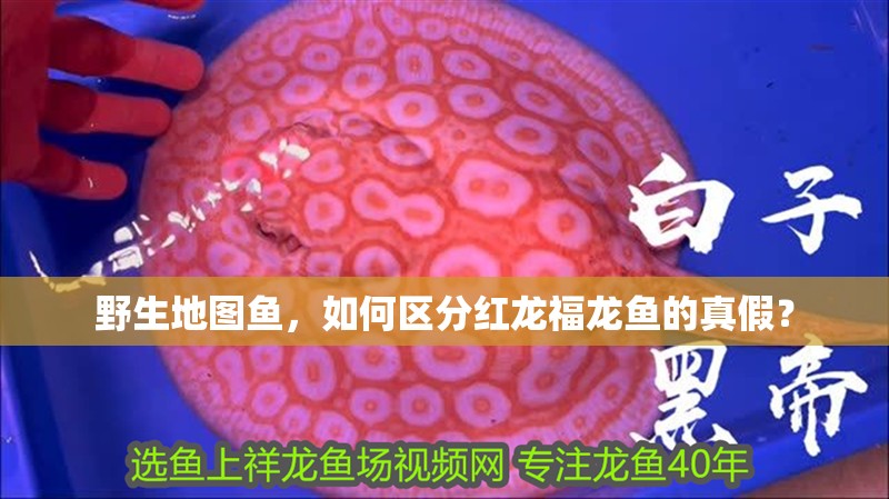 野生地圖魚，如何區分紅龍福龍魚的真假？
