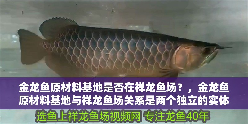 金龍魚原材料基地是否在祥龍魚場？，金龍魚原材料基地與祥龍魚場關系是兩個獨立的實體