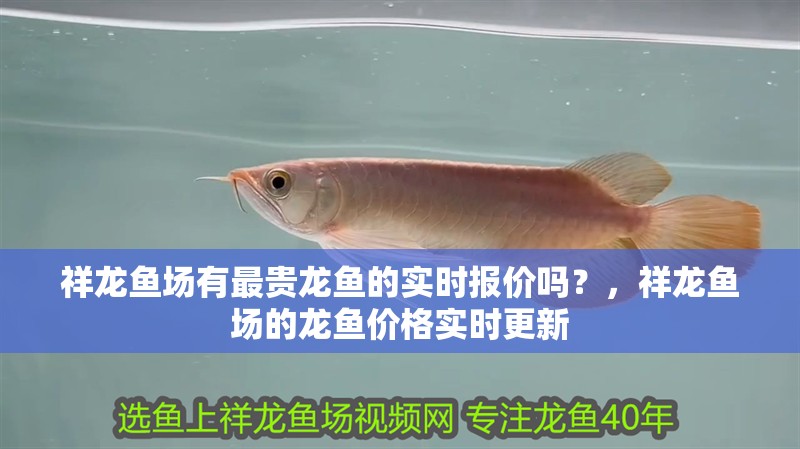 祥龍魚場有最貴龍魚的實時報價嗎？，祥龍魚場的龍魚價格實時更新