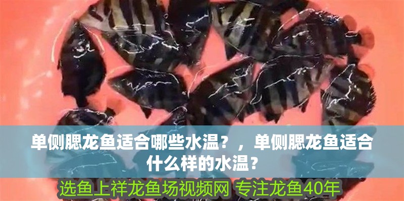 單側腮龍魚適合哪些水溫？，單側腮龍魚適合什么樣的水溫？