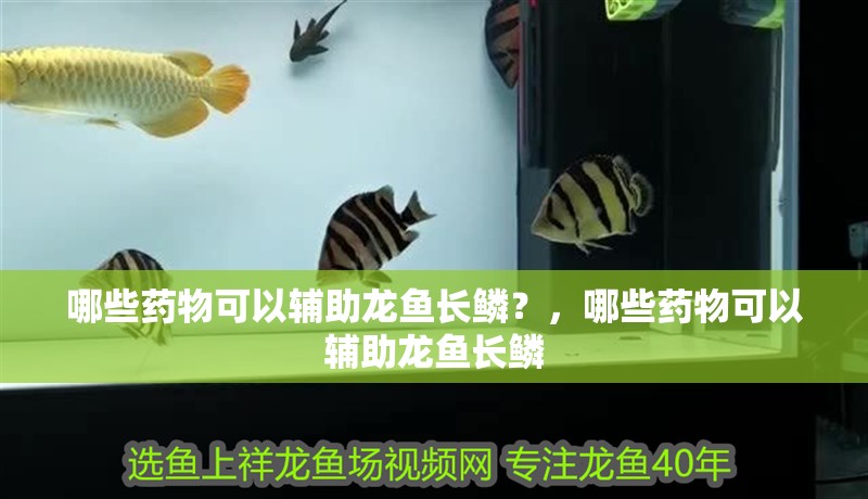 哪些藥物可以輔助龍魚長鱗？，哪些藥物可以輔助龍魚長鱗