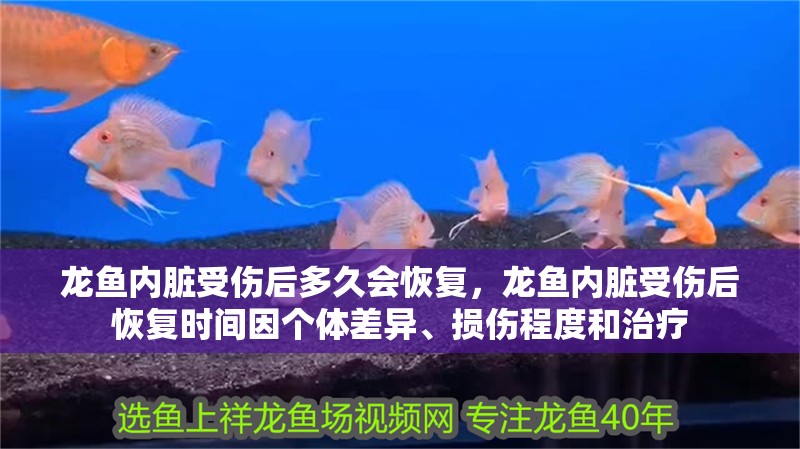 龍魚內臟受傷后多久會恢復，龍魚內臟受傷后恢復時間因個體差異、損傷程度和治療