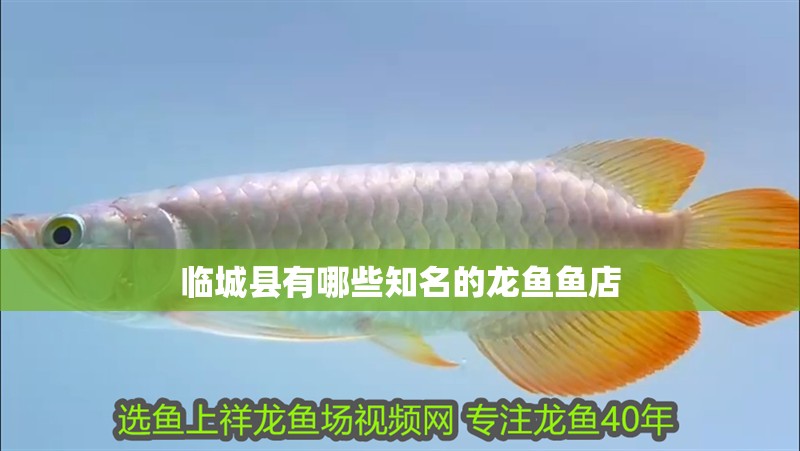 臨城縣有哪些知名的龍魚魚店