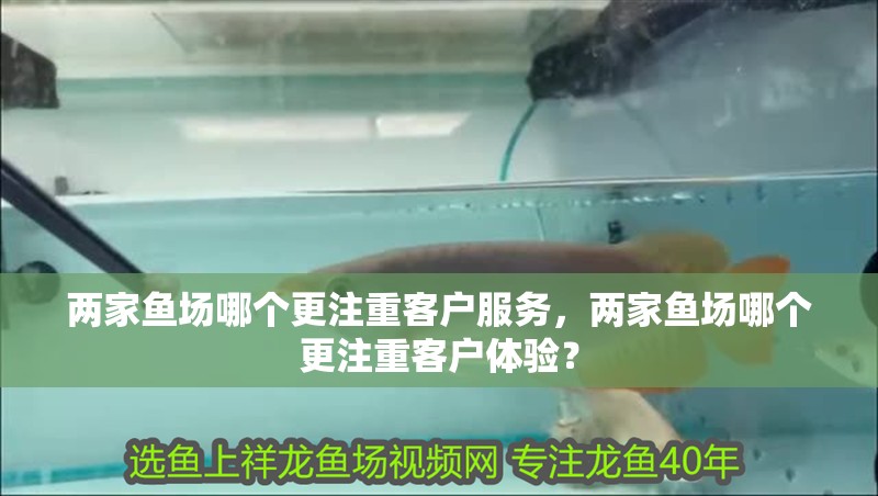 兩家魚場哪個更注重客戶服務，兩家魚場哪個更注重客戶體驗？