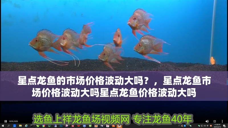 星點龍魚的市場價格波動大嗎？，星點龍魚市場價格波動大嗎星點龍魚價格波動大嗎
