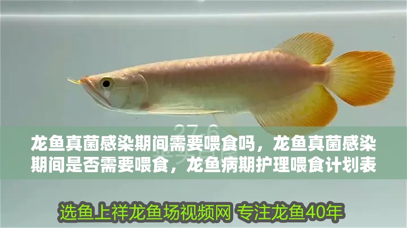 龍魚真菌感染期間需要喂食嗎，龍魚真菌感染期間是否需要喂食，龍魚病期護理喂食計劃表