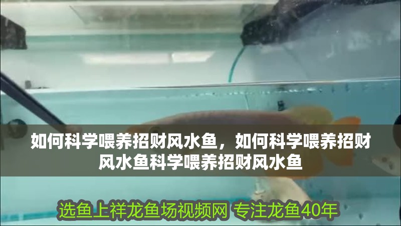如何科學喂養招財風水魚，如何科學喂養招財風水魚科學喂養招財風水魚