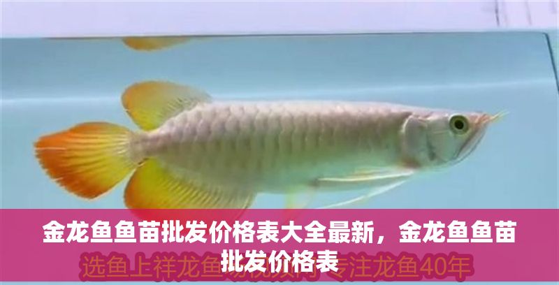 金龍魚(yú)魚(yú)苗批發(fā)價(jià)格表大全最新，金龍魚(yú)魚(yú)苗批發(fā)價(jià)格表