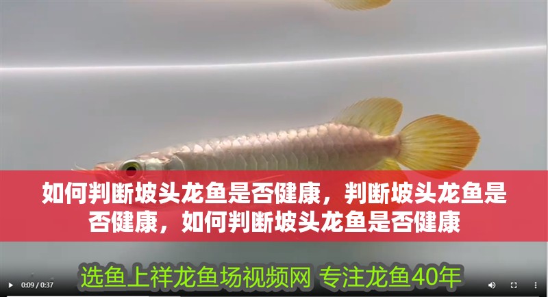 如何判斷坡頭龍魚是否健康，判斷坡頭龍魚是否健康，如何判斷坡頭龍魚是否健康