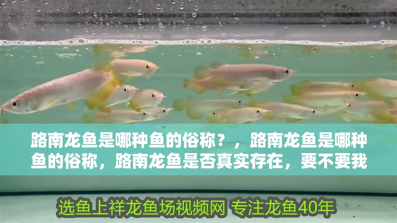 路南龍魚是哪種魚的俗稱？，路南龍魚是哪種魚的俗稱，路南龍魚是否真實存在，要不要我