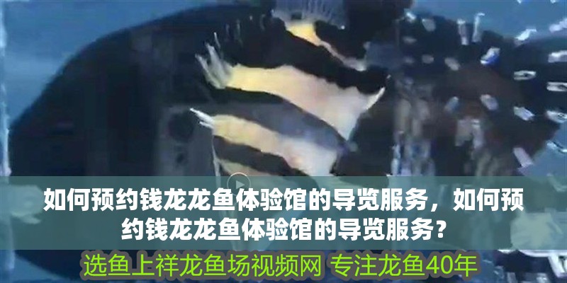 如何預(yù)約錢龍龍魚體驗(yàn)館的導(dǎo)覽服務(wù)，如何預(yù)約錢龍龍魚體驗(yàn)館的導(dǎo)覽服務(wù)？