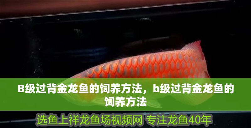 B級過背金龍魚的飼養方法，b級過背金龍魚的飼養方法