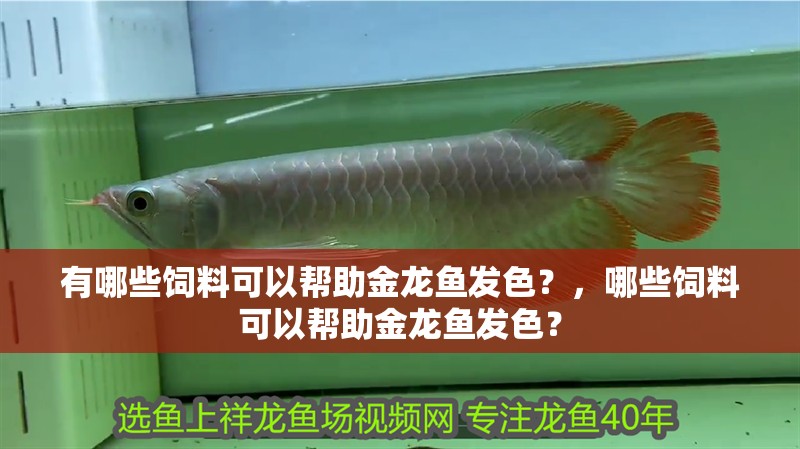有哪些飼料可以幫助金龍魚(yú)發(fā)色？，哪些飼料可以幫助金龍魚(yú)發(fā)色？