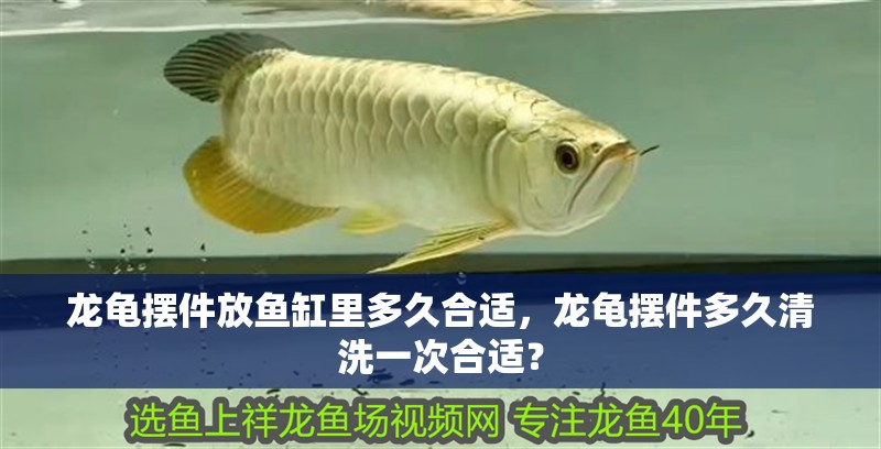 龍龜擺件放魚(yú)缸里多久合適，龍龜擺件多久清洗一次合適？