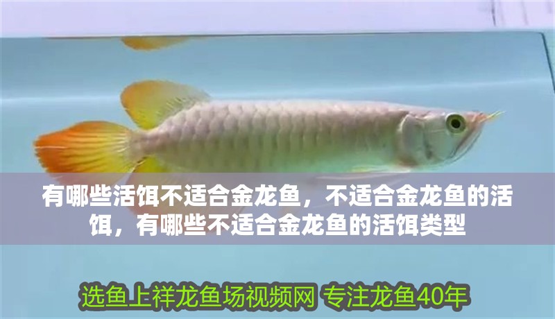 有哪些活餌不適合金龍魚，不適合金龍魚的活餌，有哪些不適合金龍魚的活餌類型