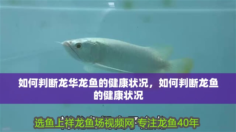 如何判斷龍華龍魚的健康狀況，如何判斷龍魚的健康狀況