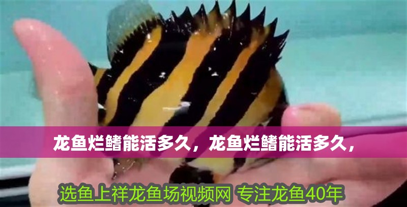 龍魚爛鰭能活多久，龍魚爛鰭能活多久，