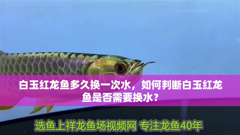 白玉紅龍魚多久換一次水，如何判斷白玉紅龍魚是否需要換水？