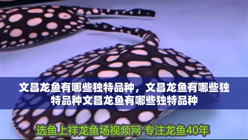 文昌龍魚有哪些獨特品種，文昌龍魚有哪些獨特品種文昌龍魚有哪些獨特品種