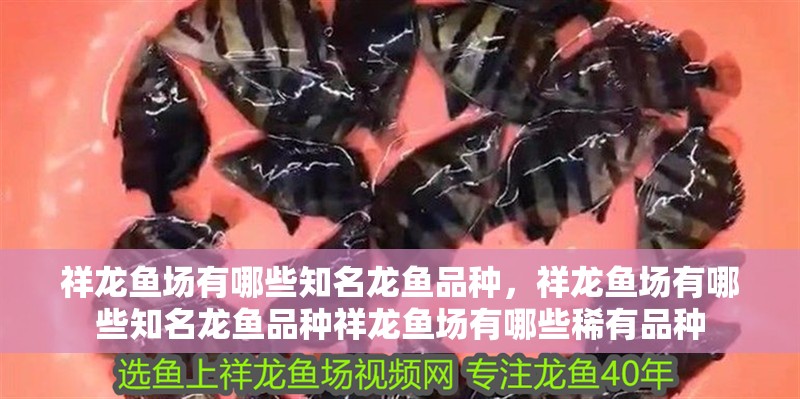 祥龍魚場有哪些知名龍魚品種，祥龍魚場有哪些知名龍魚品種祥龍魚場有哪些稀有品種